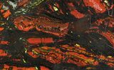 Polished Tiger Iron Stromatolite - ( Billion Years) #75832-1